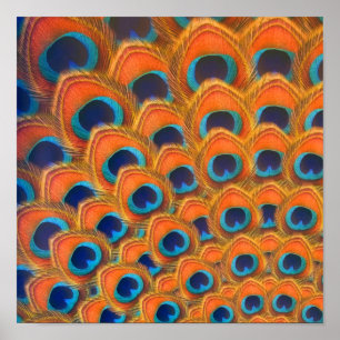 Poster Glam Boho Orange Blue Peacock Feenas