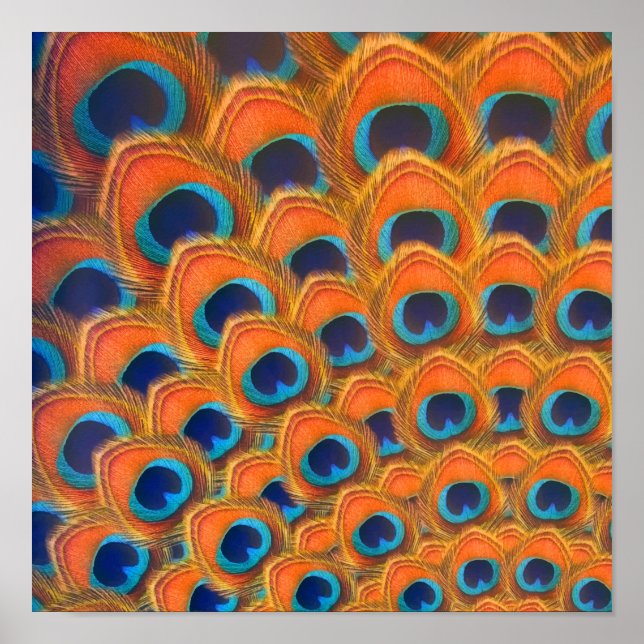 Poster Glam Boho Orange Blue Peacock Feenas (Frente)