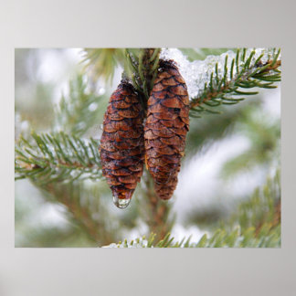 Pôster Glazed Cones