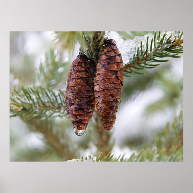 Pôster Glazed Cones (Frente)