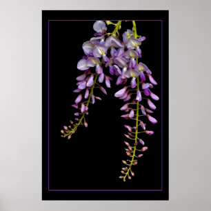 Poster Glicínias