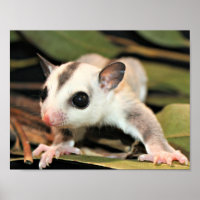 Glider de Açúcar