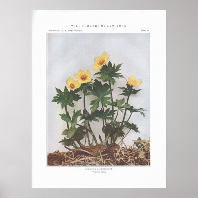 Poster Globeflower Americana - Trollius laxus (Frente)