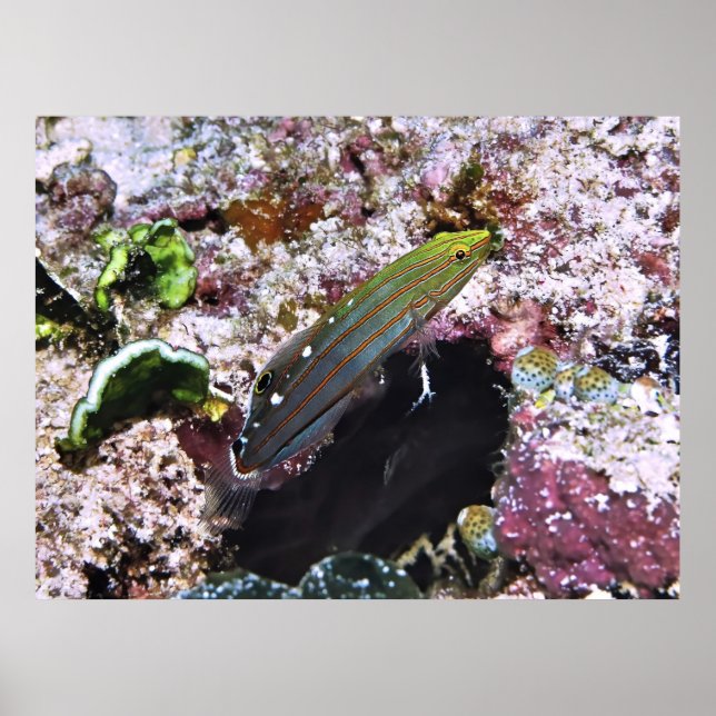 Poster Glória Antiga (Frente)