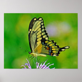 Poster Glória da Borboleta