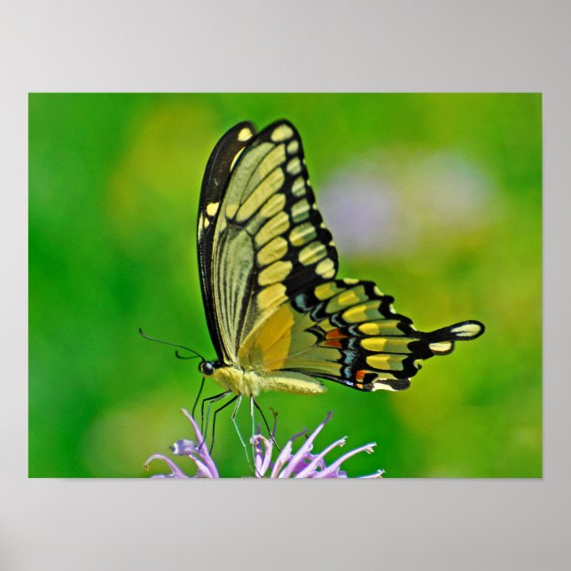 Poster Glória da Borboleta (Frente)