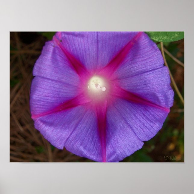 Pôster Glória da Manhã (Frente)