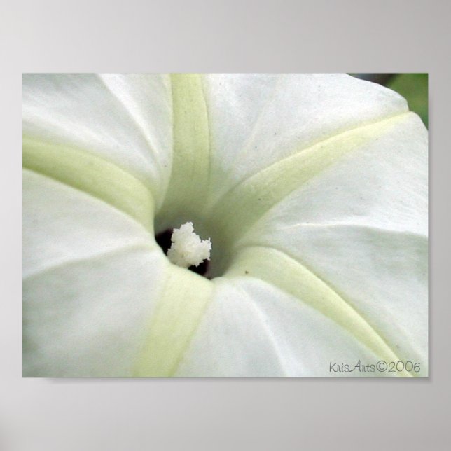 Poster Glória da Manhã (Frente)