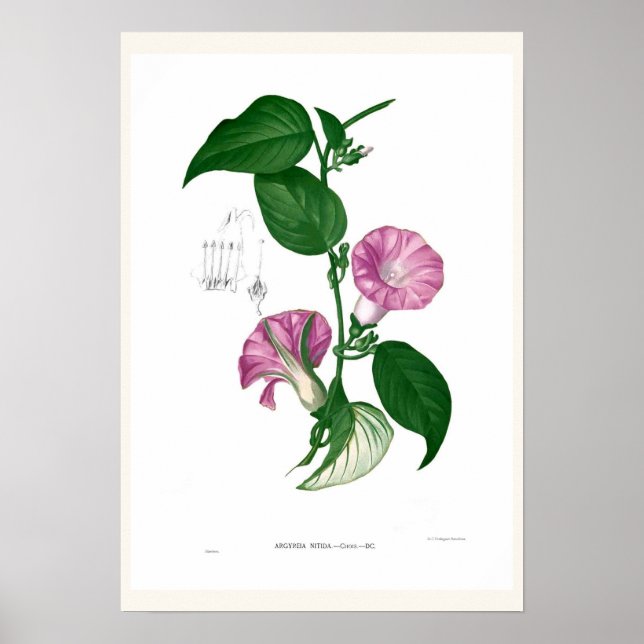 Pôster Glória da manhã(Argyreia sp) (Frente)