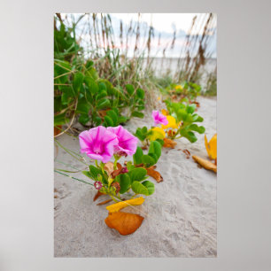 Pôster Glória-da-manhã-da-praia (Ipomoea Stolonifera)