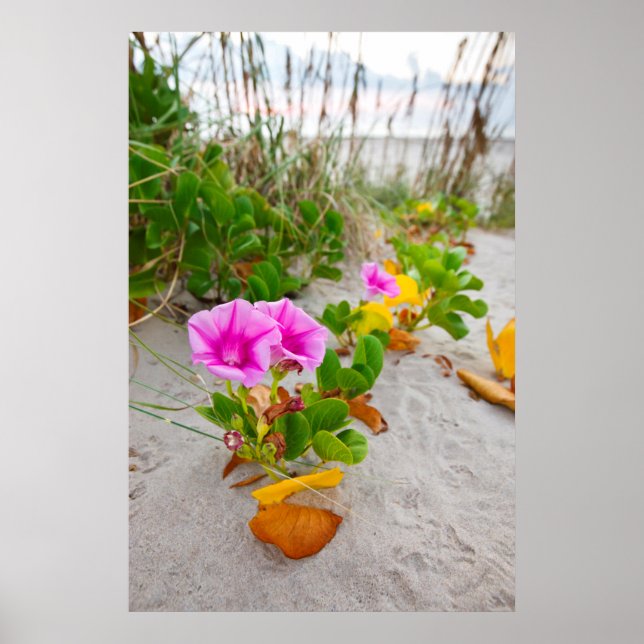 Pôster Glória-da-manhã-da-praia (Ipomoea Stolonifera) (Frente)