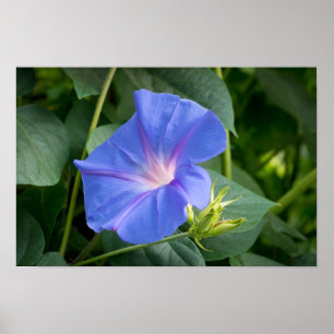 Poster Glória da Manhã e Bud na Folhagem de Lush
