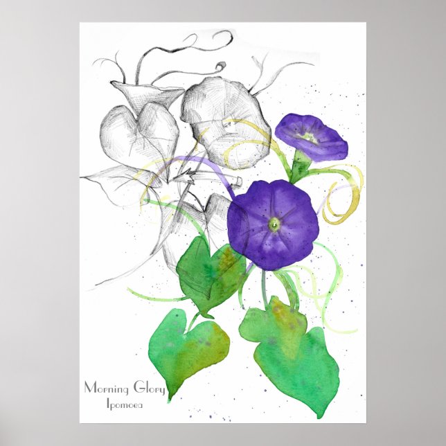 Poster Glória da Manhã Flores de Aquarela Botânicas (Frente)