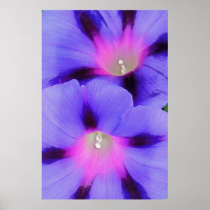 Poster Glória da Manhã Roxo e Cor-de-Rosa