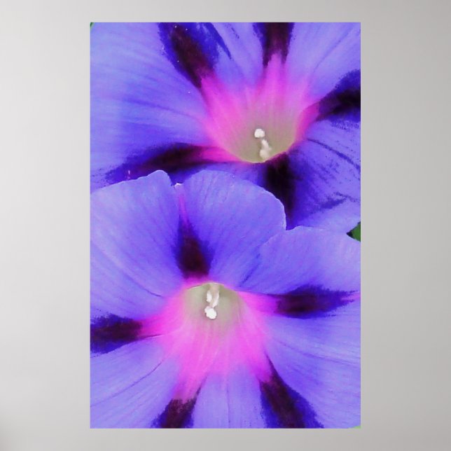 Poster Glória da Manhã Roxo e Cor-de-Rosa (Frente)