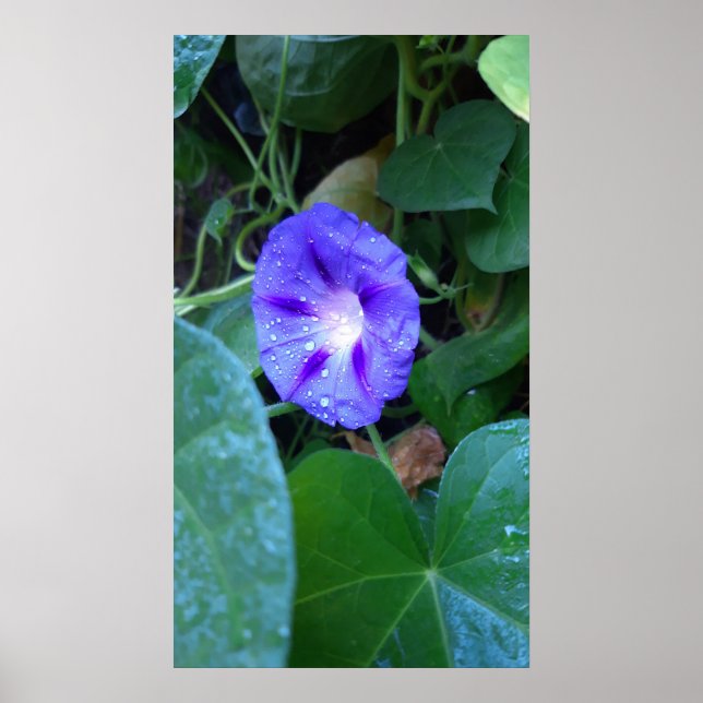 Poster Glória das Manhãs, Ipomoea com Gotas de Chuva (Frente)