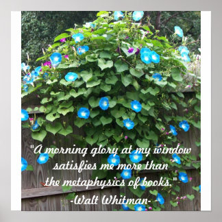 Pôster Glória de poster/Manhã