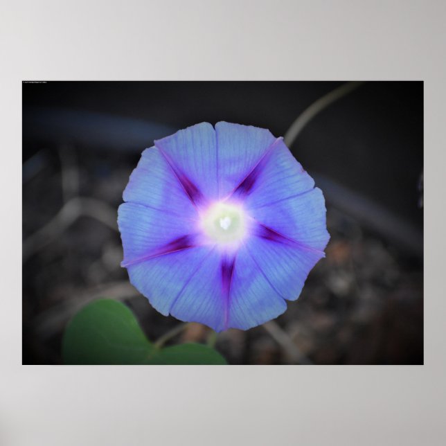 Poster glória matinal, (Frente)