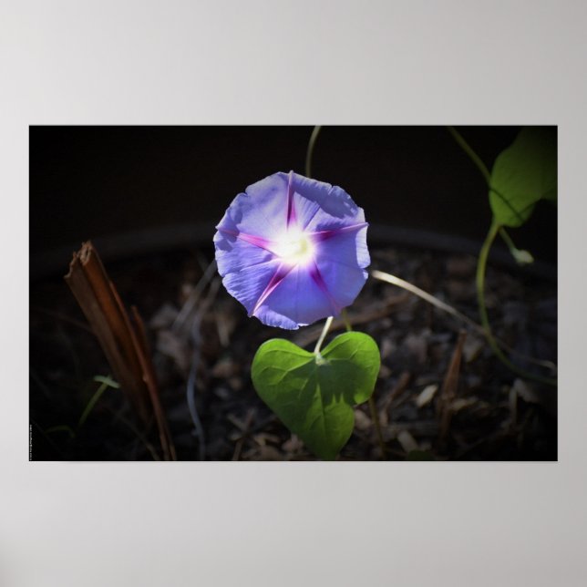 Poster glória matinal, (Frente)