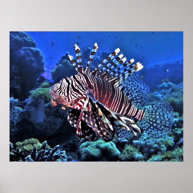 Poster Glorioso Lionfish (Frente)
