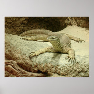 Poster Goanna impressionante da areia