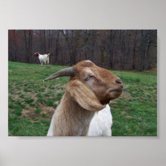 Poster Goat