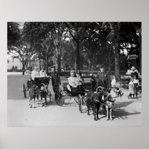 Pôster Goat Carriage Ride, early 1900s