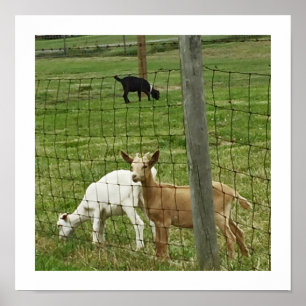 Pôster Goats on a Farm