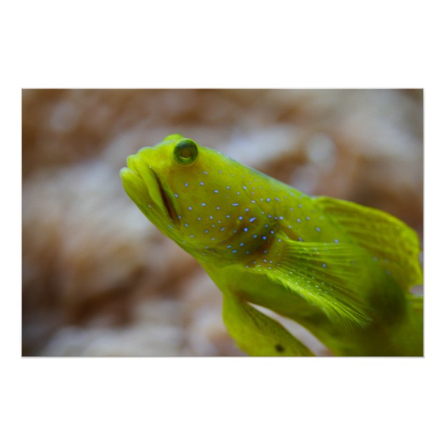 Pôster Gobá de camarão-amarelo (Frente)