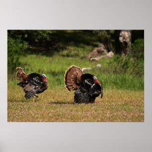 Pôster Gobblers selvagens de Turquia