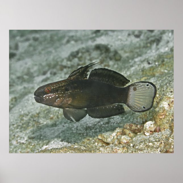 Poster Goby de barro castanho (Frente)