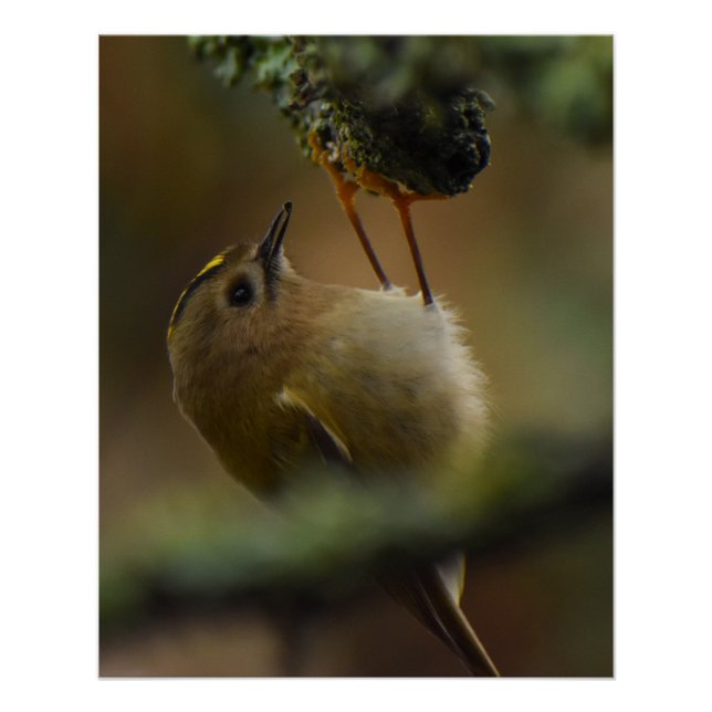 Pôster Goldcrest (Frente)