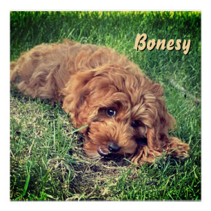 Pôster Golden Doodle Fofo