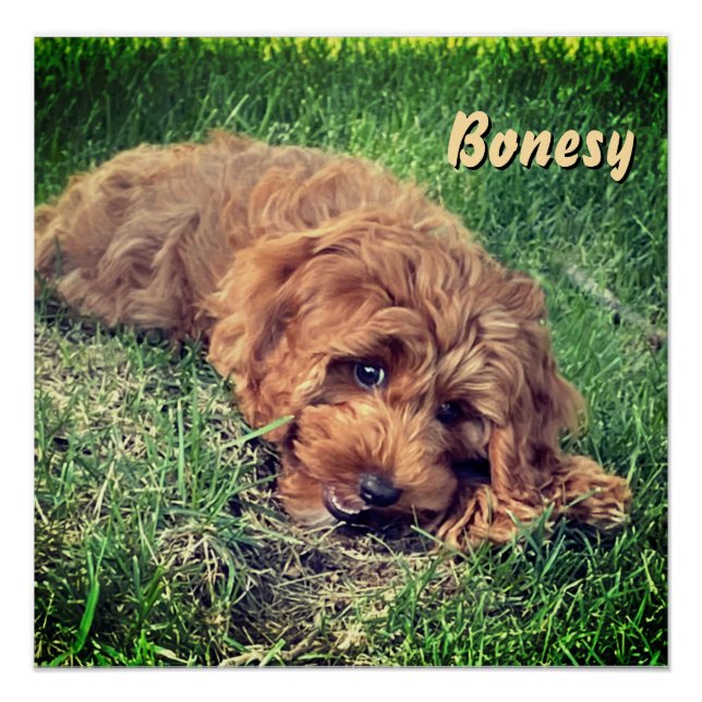 Pôster Golden Doodle Fofo (Frente)