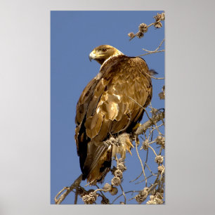 Pôster Golden Eagle  in Yellowstone