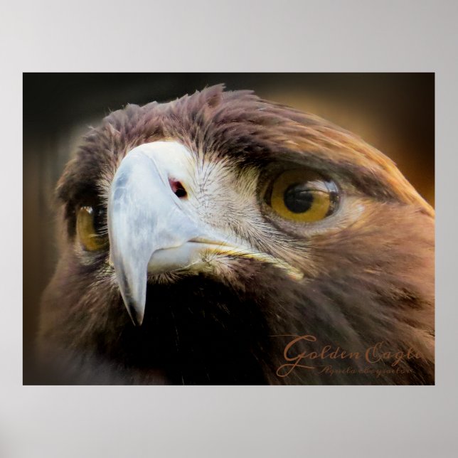 Poster Golden Eagle：Poster (Frente)
