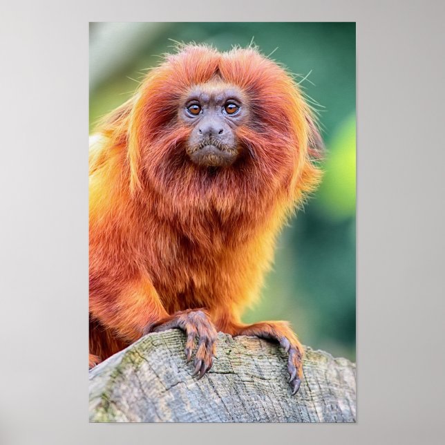 Poster Golden Lion Tamarin perched on log close up (Frente)