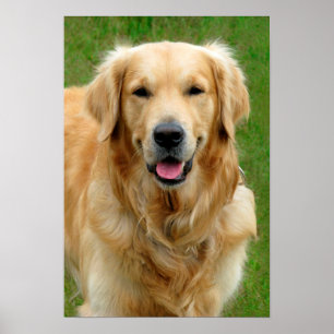 Poster Golden retriever
