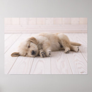 Pôster Golden retriever