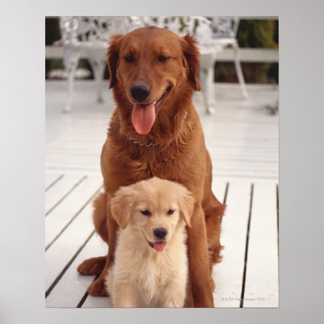 Poster Golden Retriever 2 (Frente)