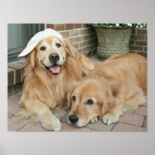 Poster Golden retriever com boné de beisebol