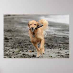Poster Golden Retriever Correndo Com Pau Na Boca