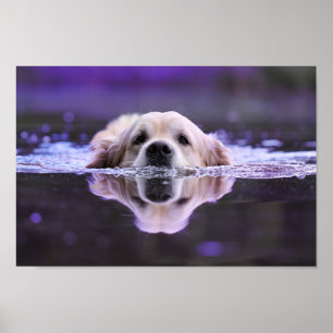 Poster Golden retriever da natação