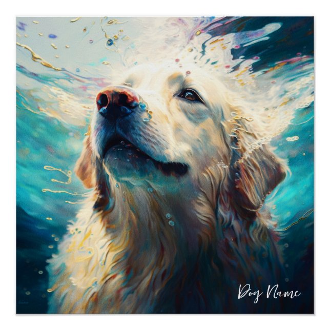 Pôster Golden Retriever dog swimming in water 005 (Frente)