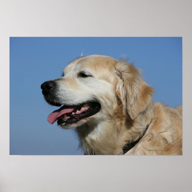 Poster Golden Retriever Headshot 4 (Frente)