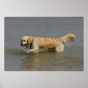 Pôster Golden retriever na água