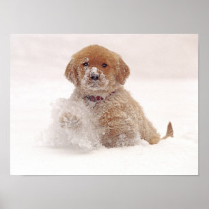 Pôster Golden Retriever Pup in Snow