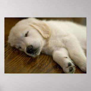 Pôster Golden Retriever Puppy Takes A Nap