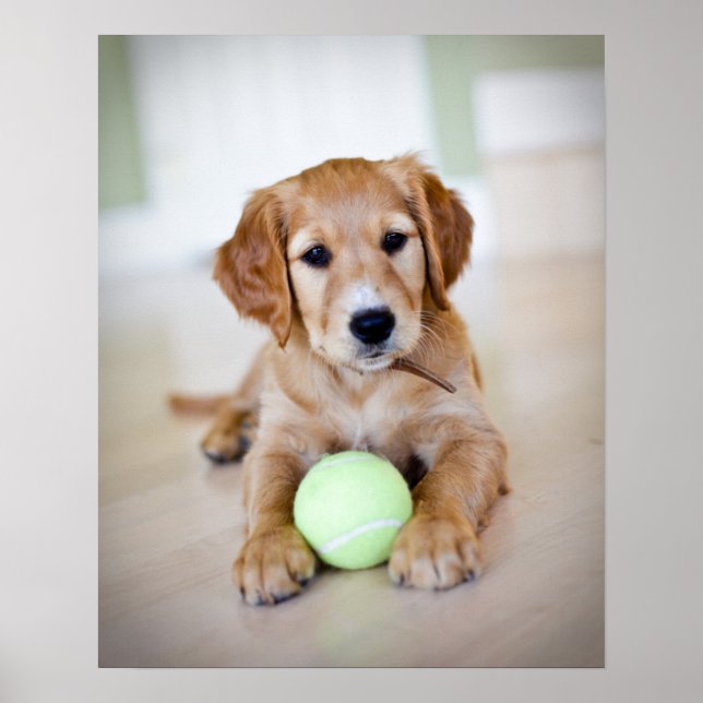 Poster Golden Retriever Puppy Wants To Play (Frente)