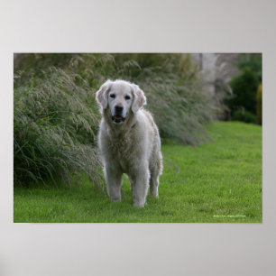 Pôster Golden retriever que funciona 2